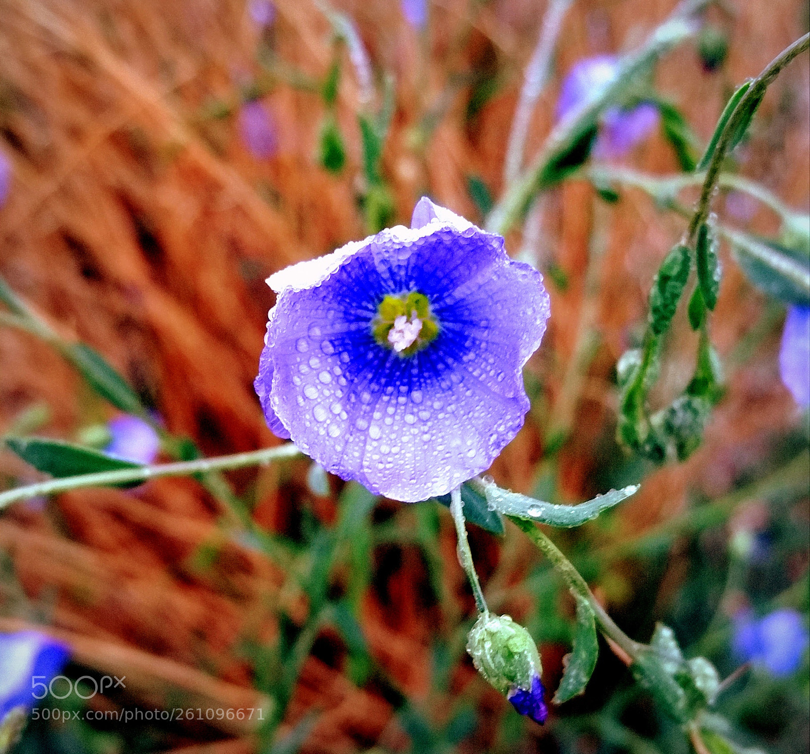 Samsung Galaxy Note4 sample photo. Wet bloom photography