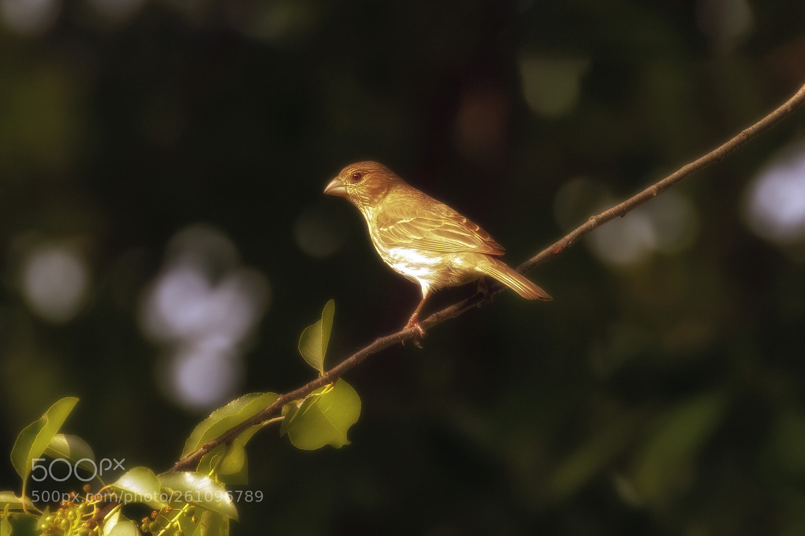 Canon EOS 7D Mark II sample photo. House finch in sunlight photography