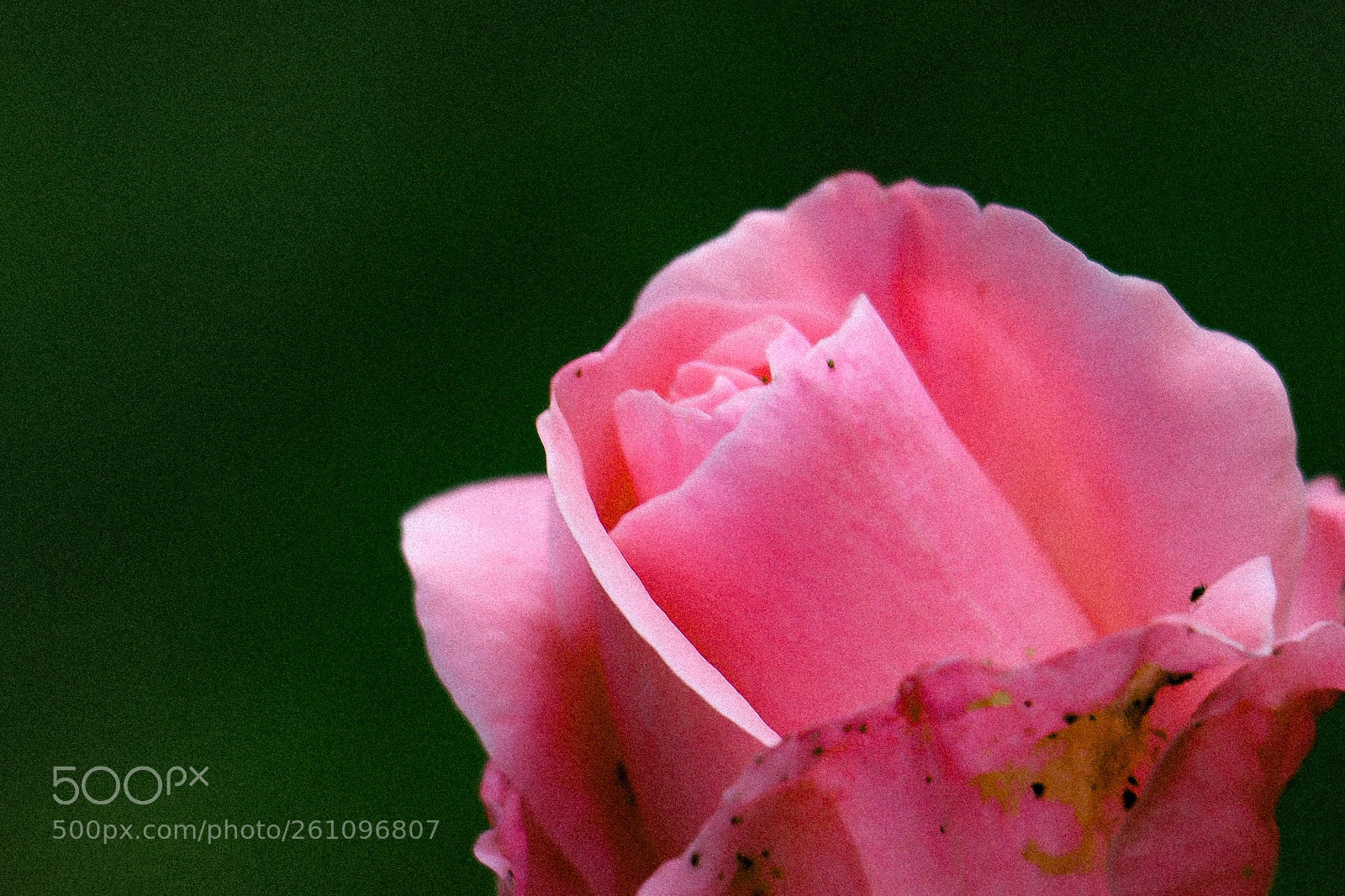 Canon EOS 70D sample photo. Flowers photography