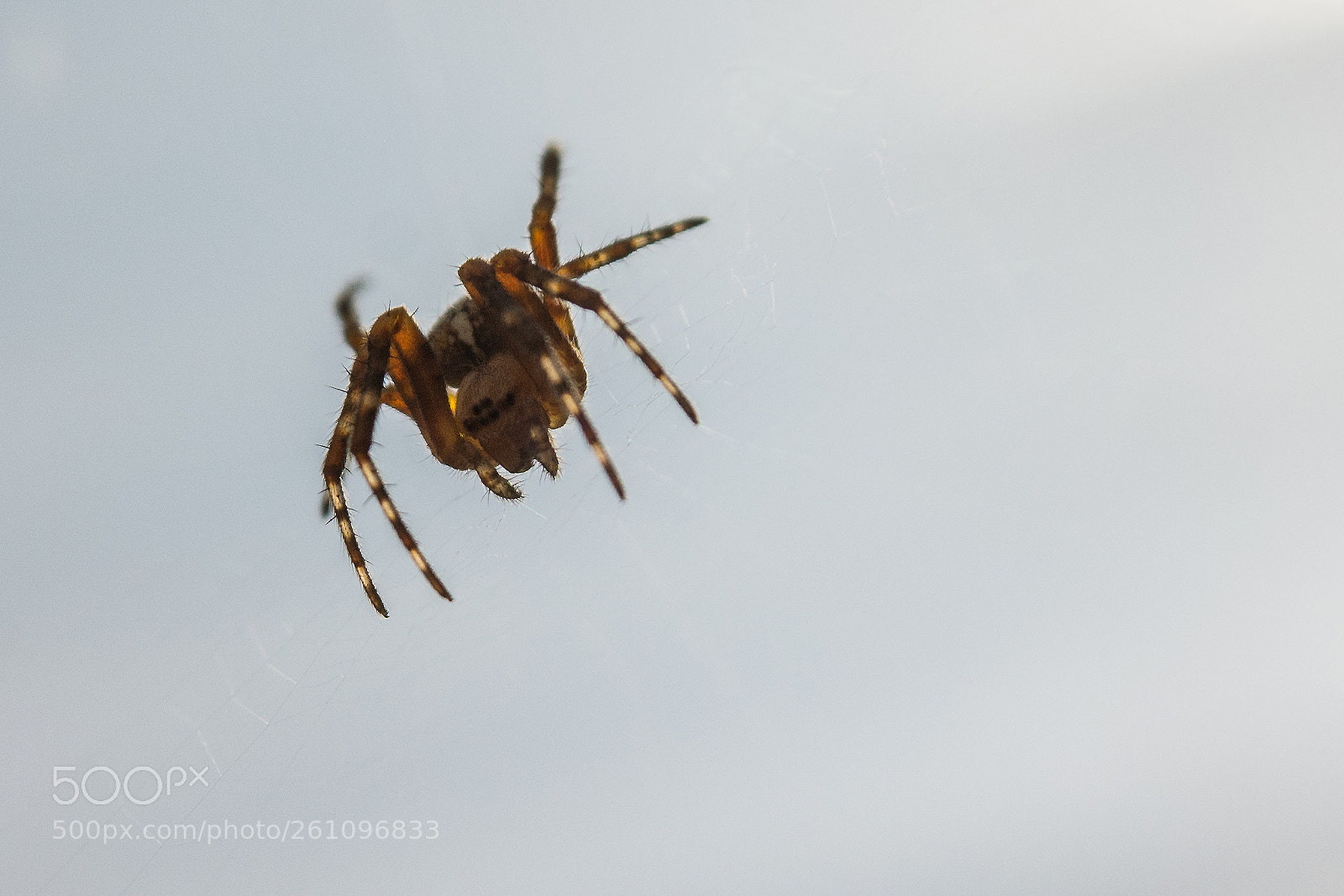 Nikon D7100 sample photo. The spider photography