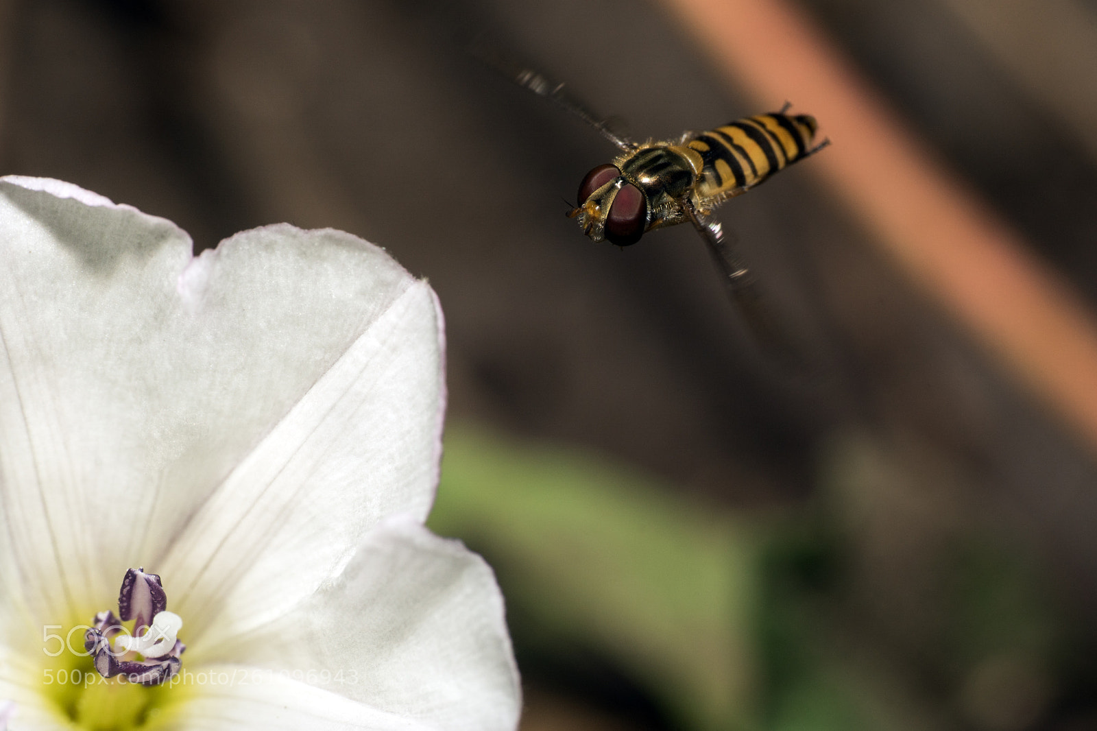 Sony ILCA-77M2 sample photo. Episyrphus balteatus fly on photography