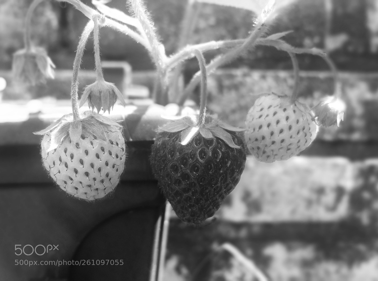 Samsung Galaxy Note4 sample photo. Home grown photography