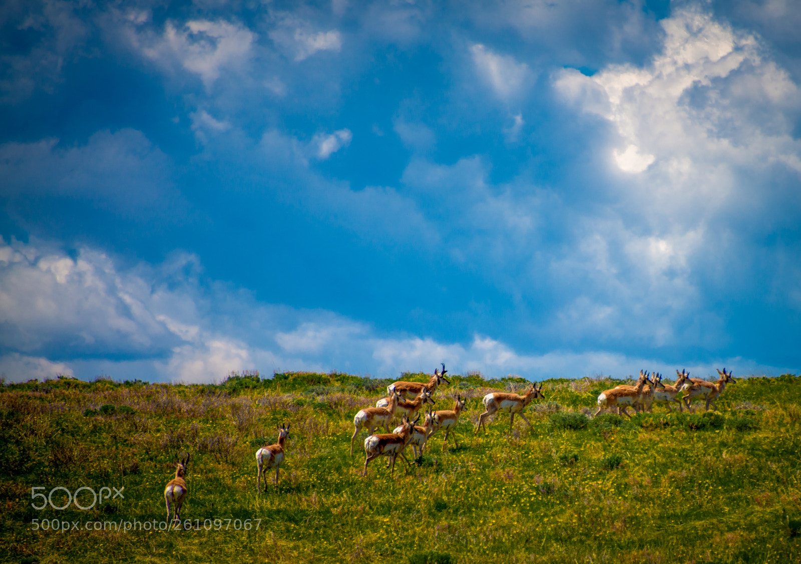 Nikon D800 sample photo. Wyoming range photography