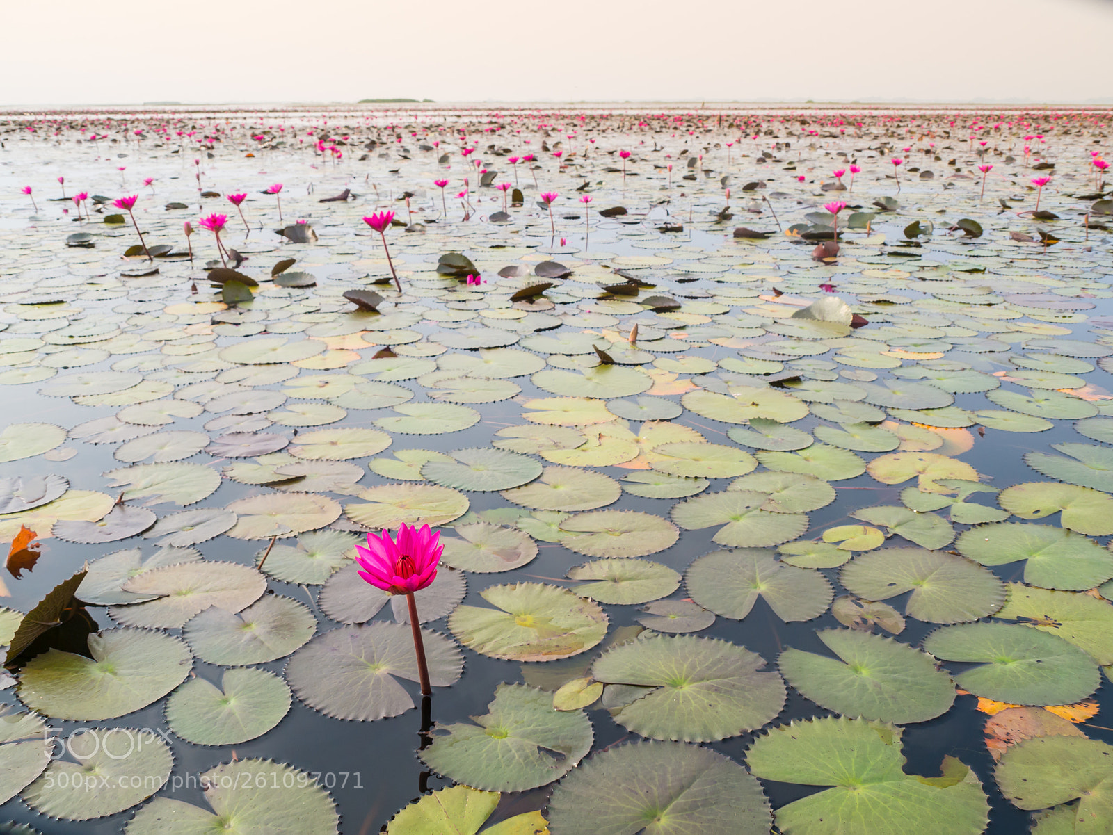 Olympus OM-D E-M10 II sample photo. Lake of pink lotus photography