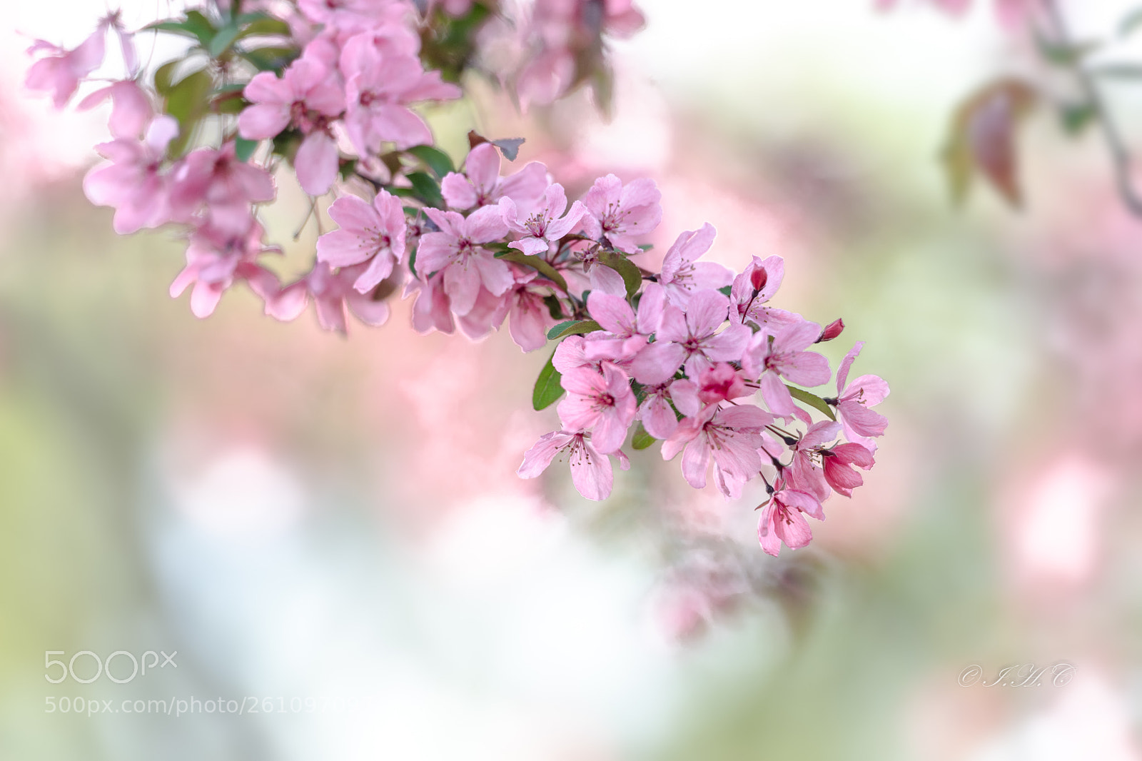 Nikon D850 sample photo. 风华正茂时 photography
