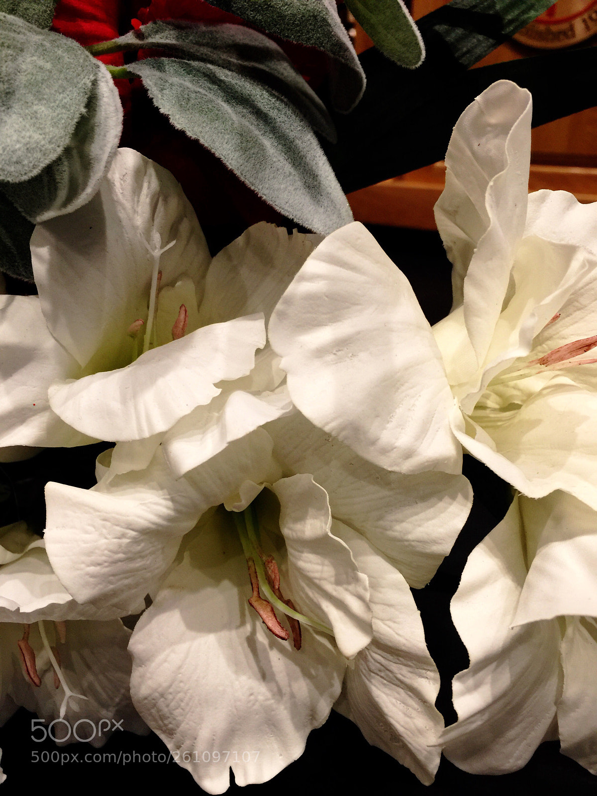 Apple iPhone 6 Plus sample photo. Today’s friday ? photography