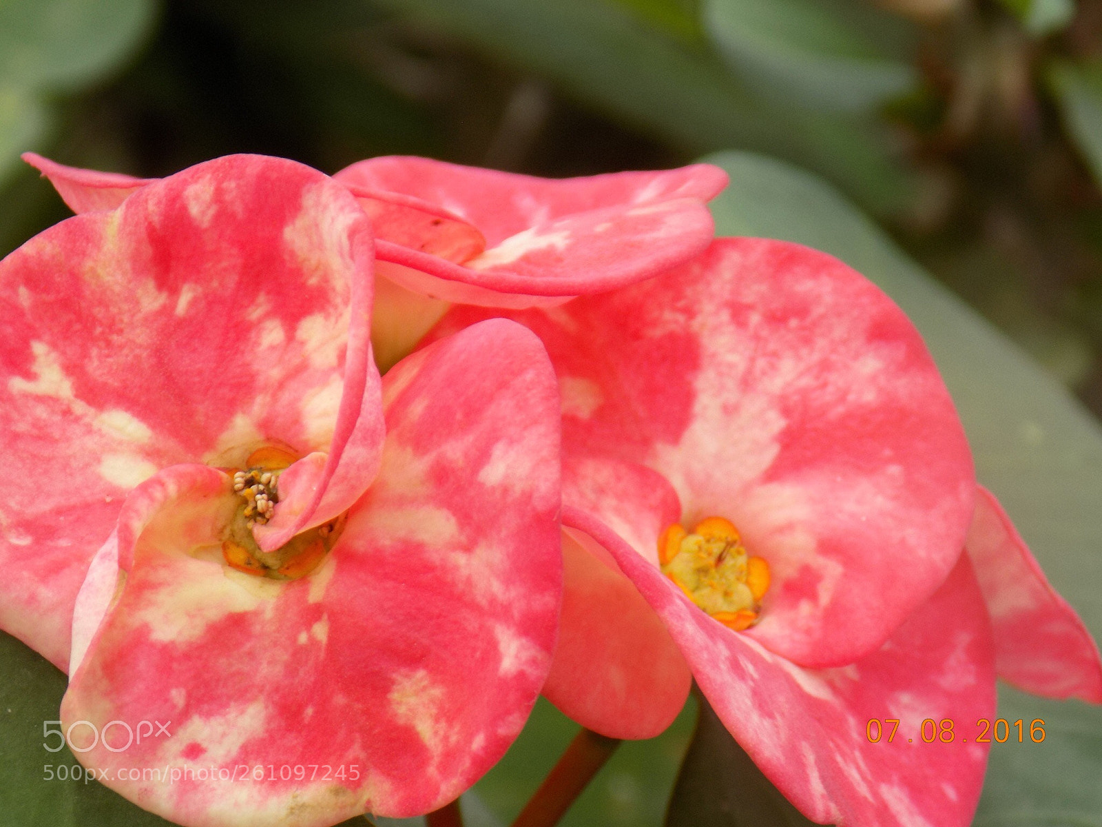 Nikon COOLPIX L340 sample photo. White and pink photography