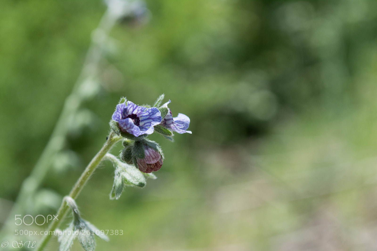 Nikon D5200 sample photo. Flower photography
