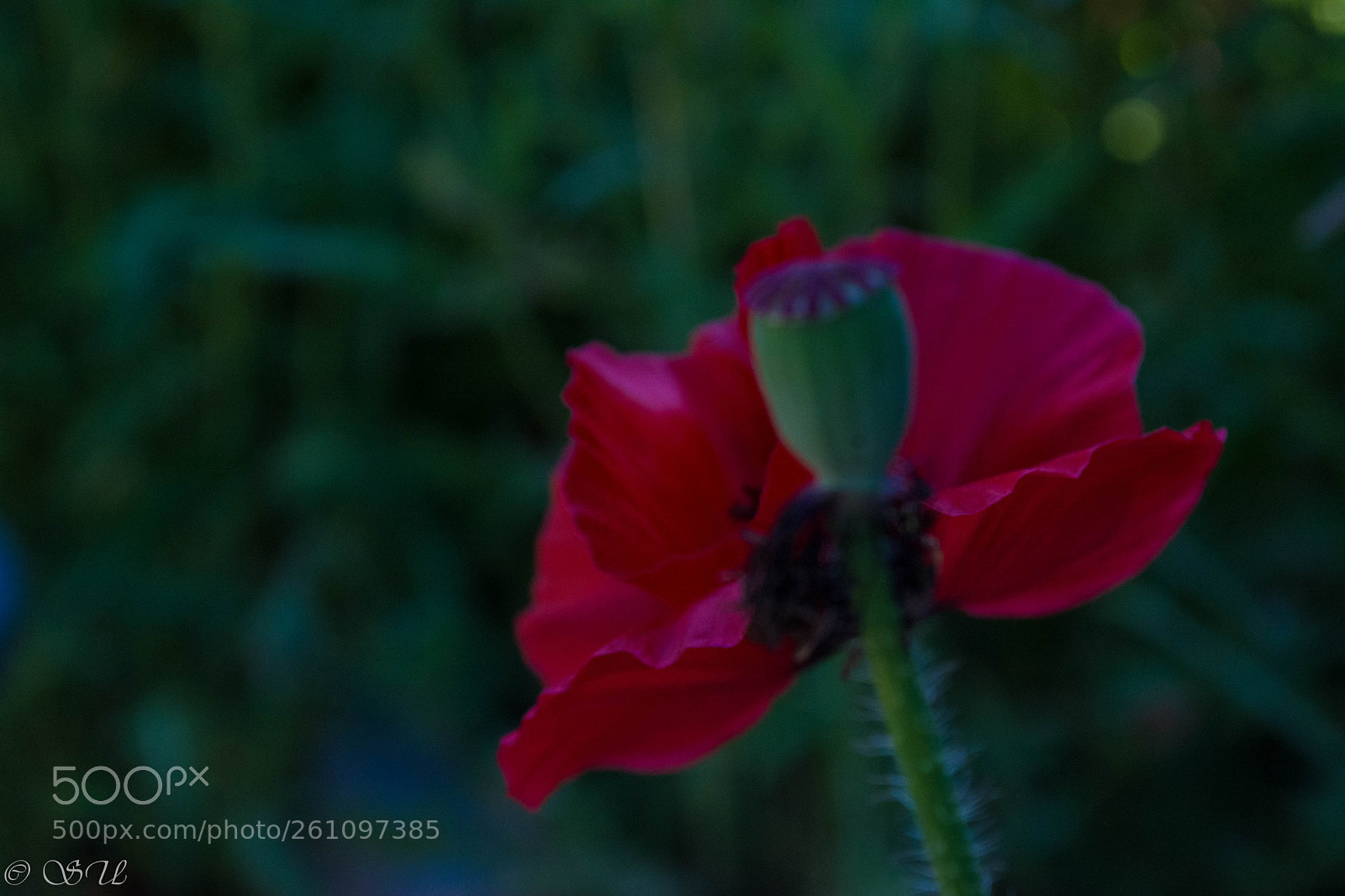 Nikon D5200 sample photo. Flower photography