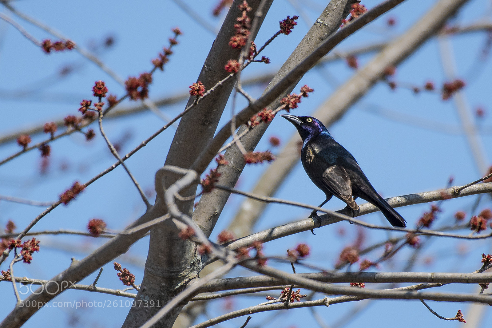 Nikon D500 sample photo. Common grackle against blue photography