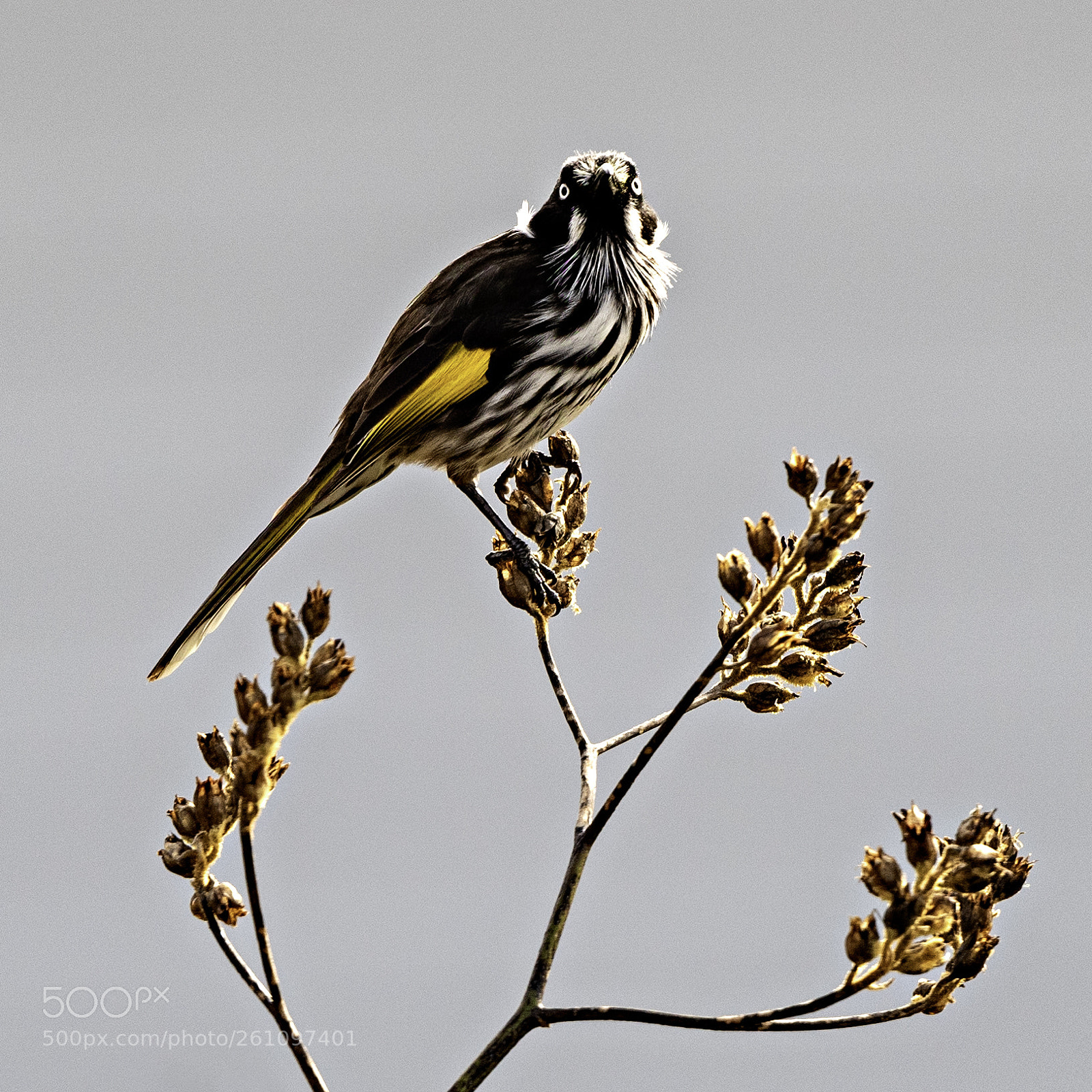 Nikon D810 sample photo. Kangaroo paw perch photography