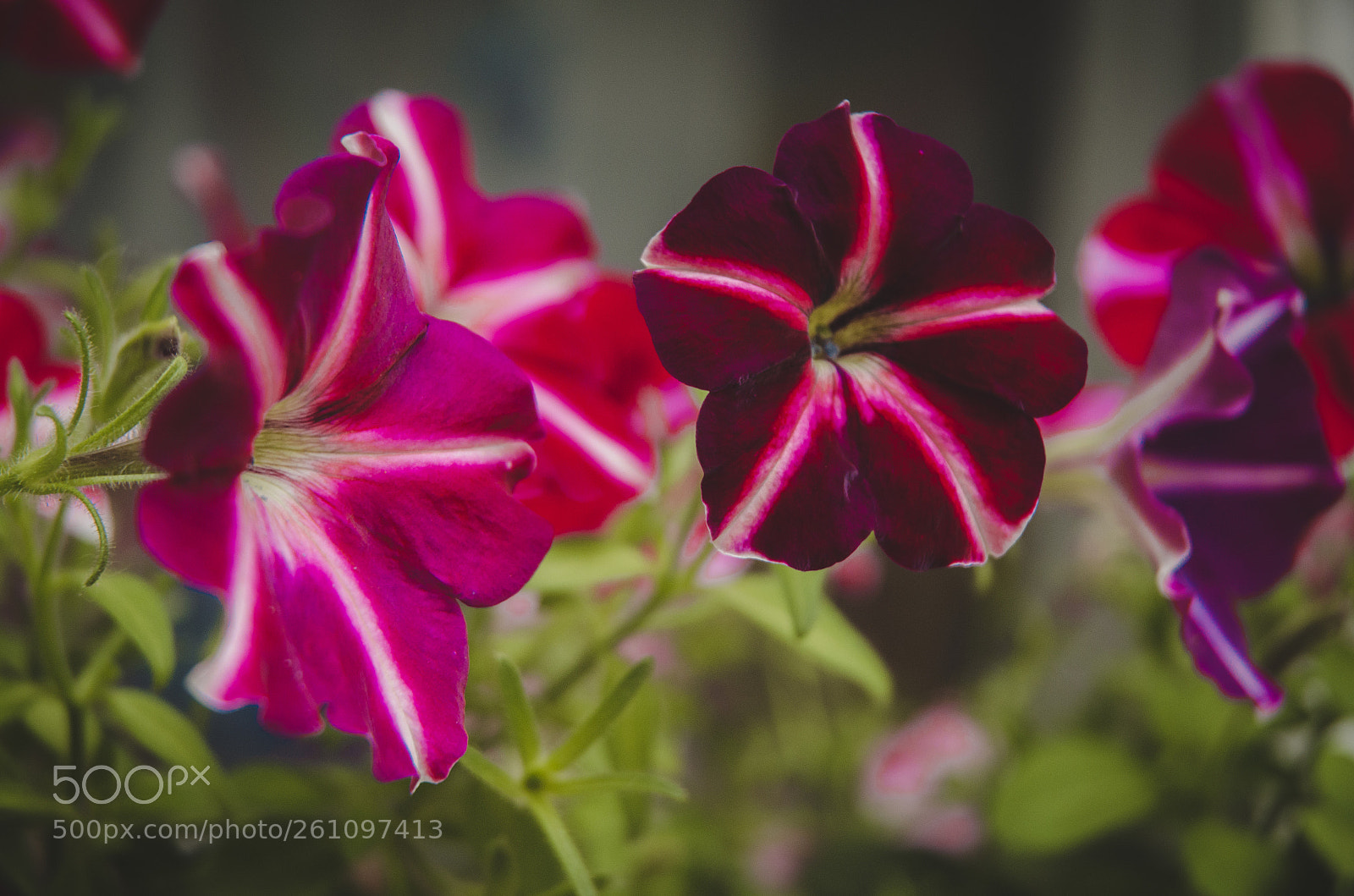 Nikon D5100 sample photo. Purple flowers photography