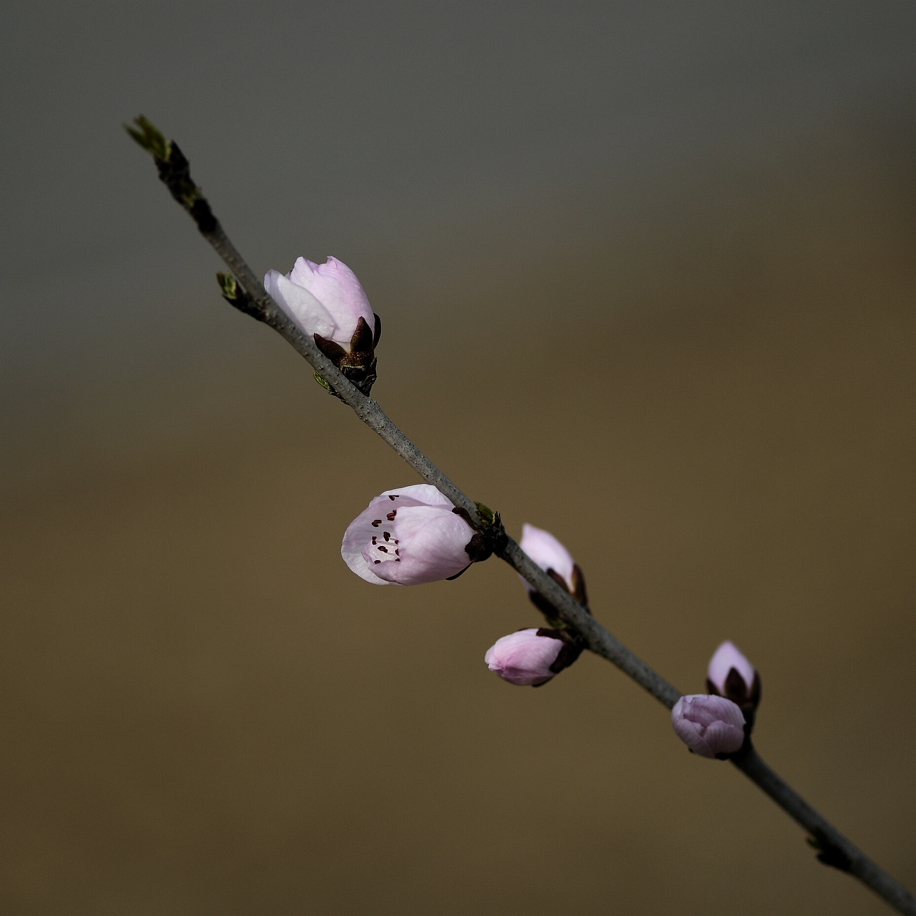 Nikon D500 + Nikon AF-S Micro-Nikkor 105mm F2.8G IF-ED VR sample photo. Budding flowers photography