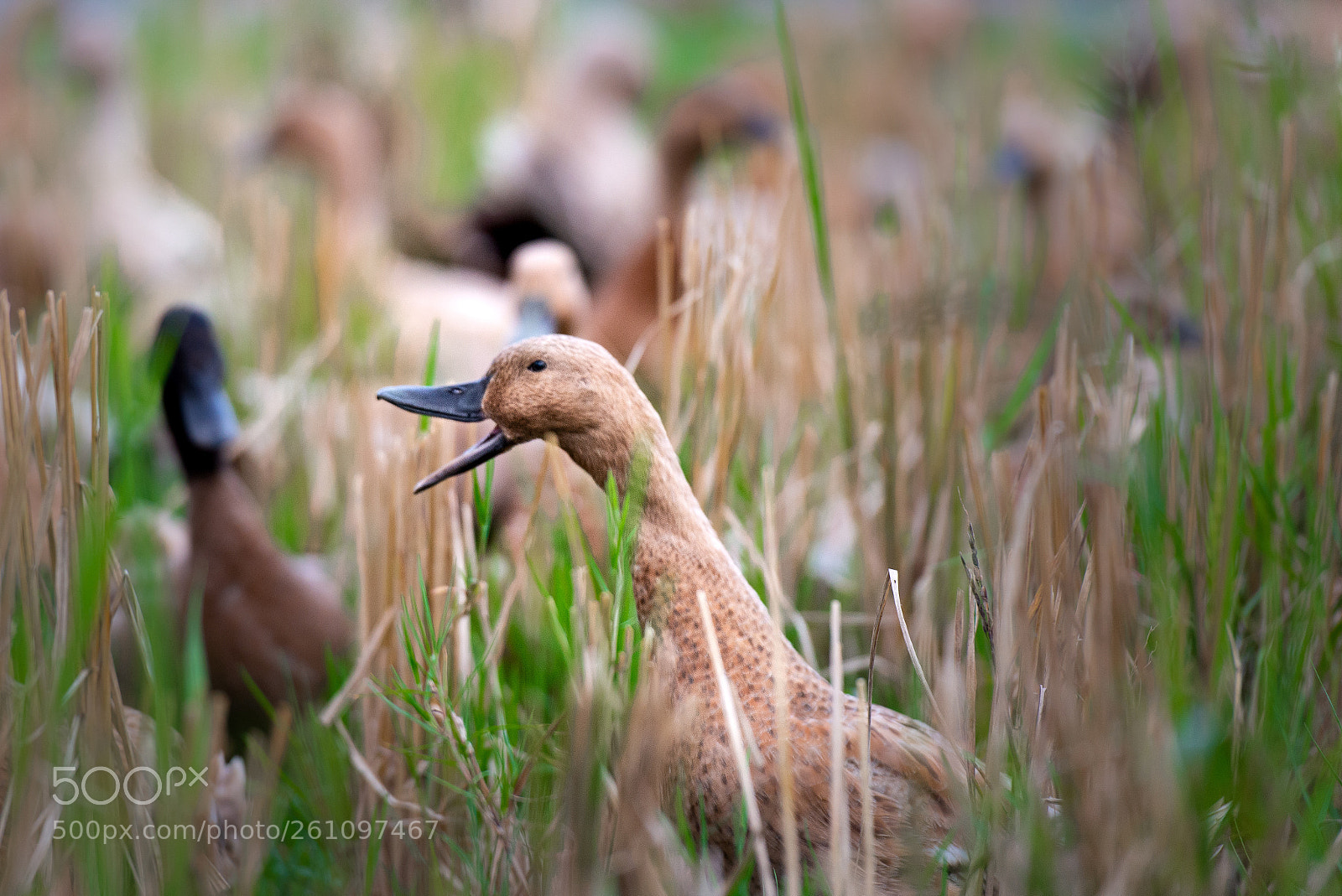 Nikon D600 sample photo. Quack..... photography