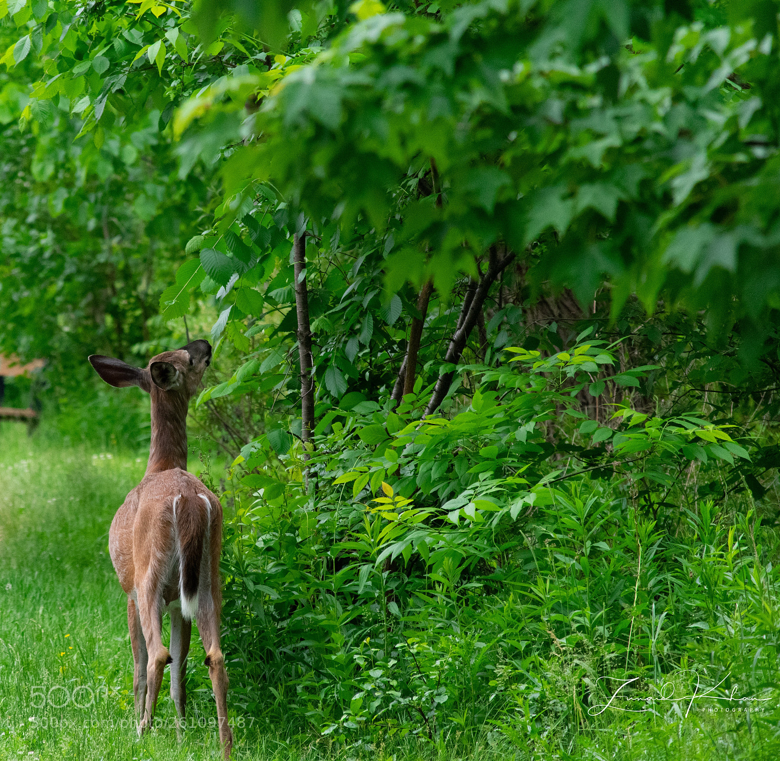 Nikon D3400 sample photo. White tail deer  photography