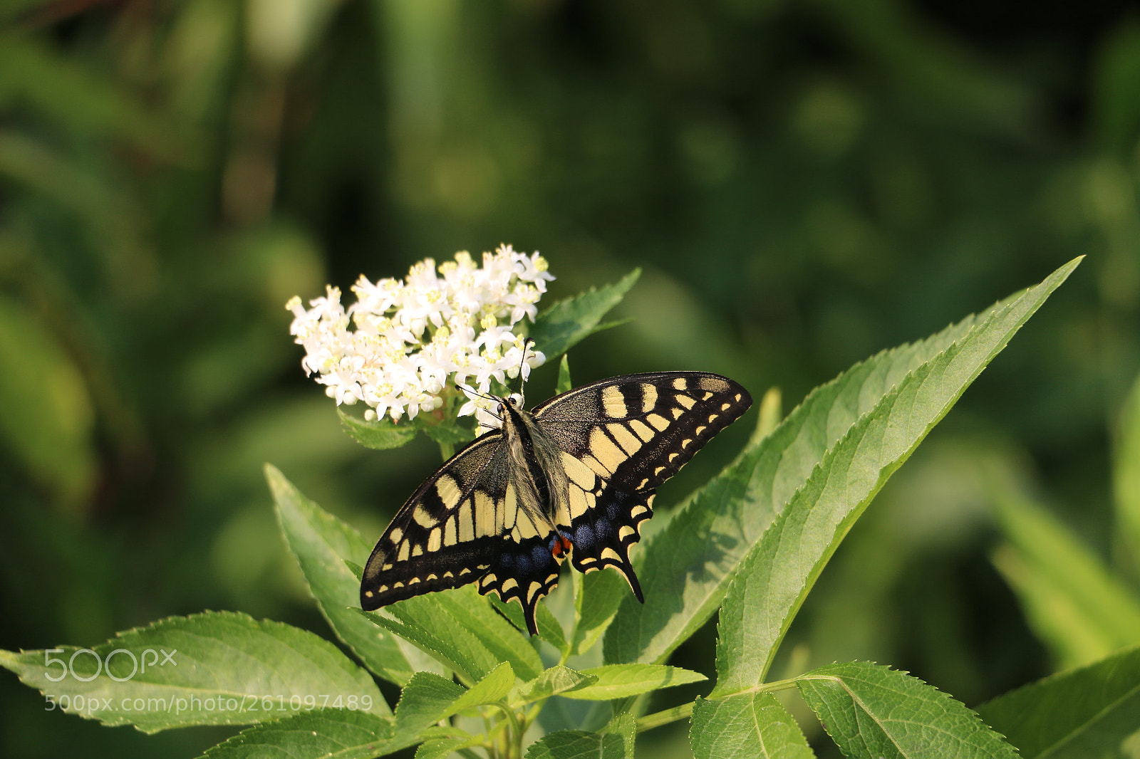 Canon EOS 70D sample photo. Nature photography