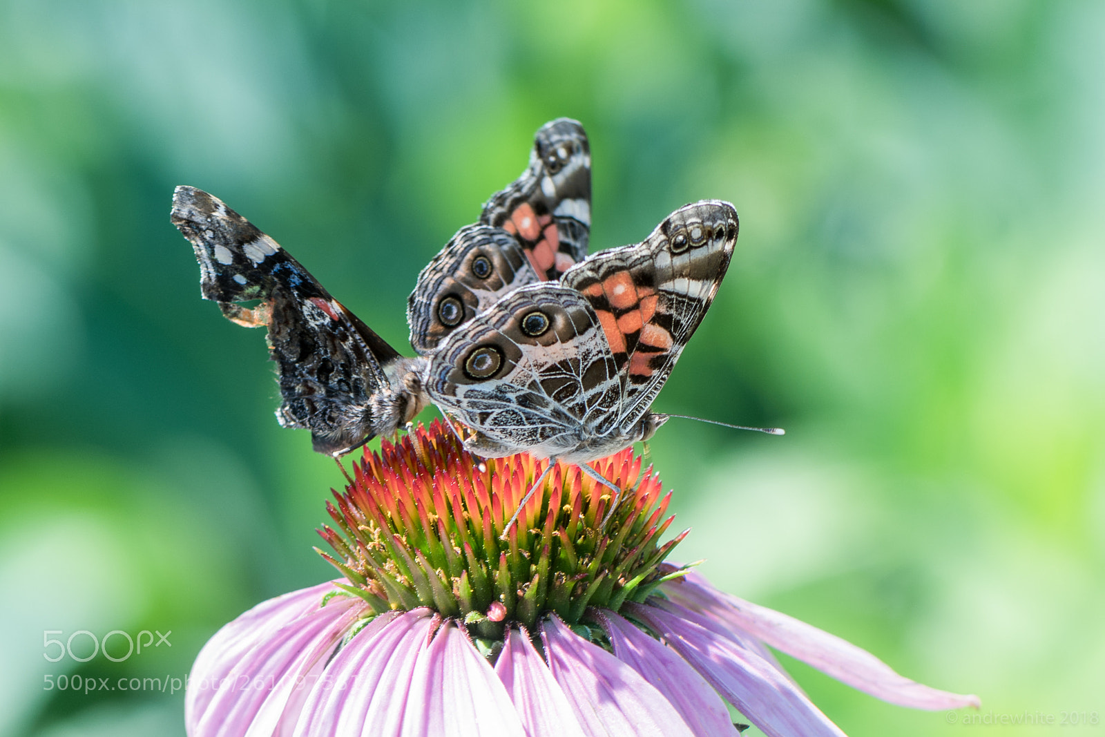 Nikon D850 sample photo. Three's a crowd. photography