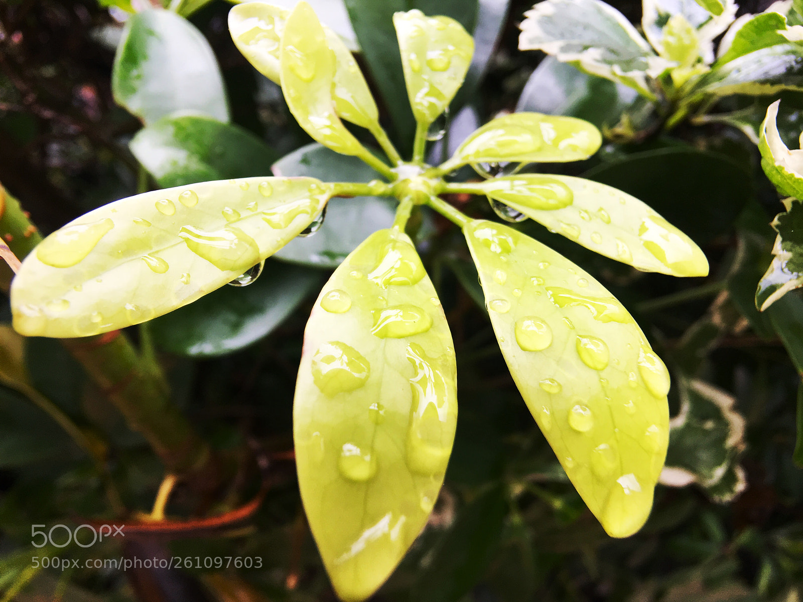 Apple iPhone 6s Plus sample photo. Untitled photography