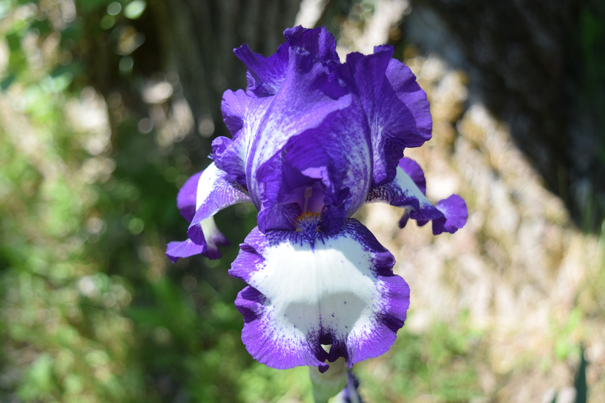 Nikon D5300 sample photo. Tu m'irises et j'aime ça! photography