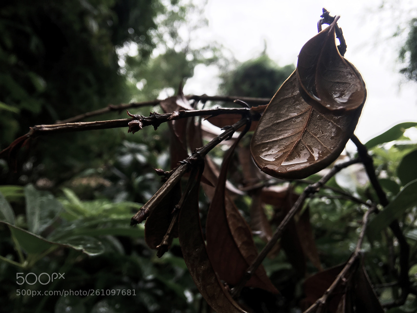 Apple iPhone 6s Plus sample photo. Untitled photography