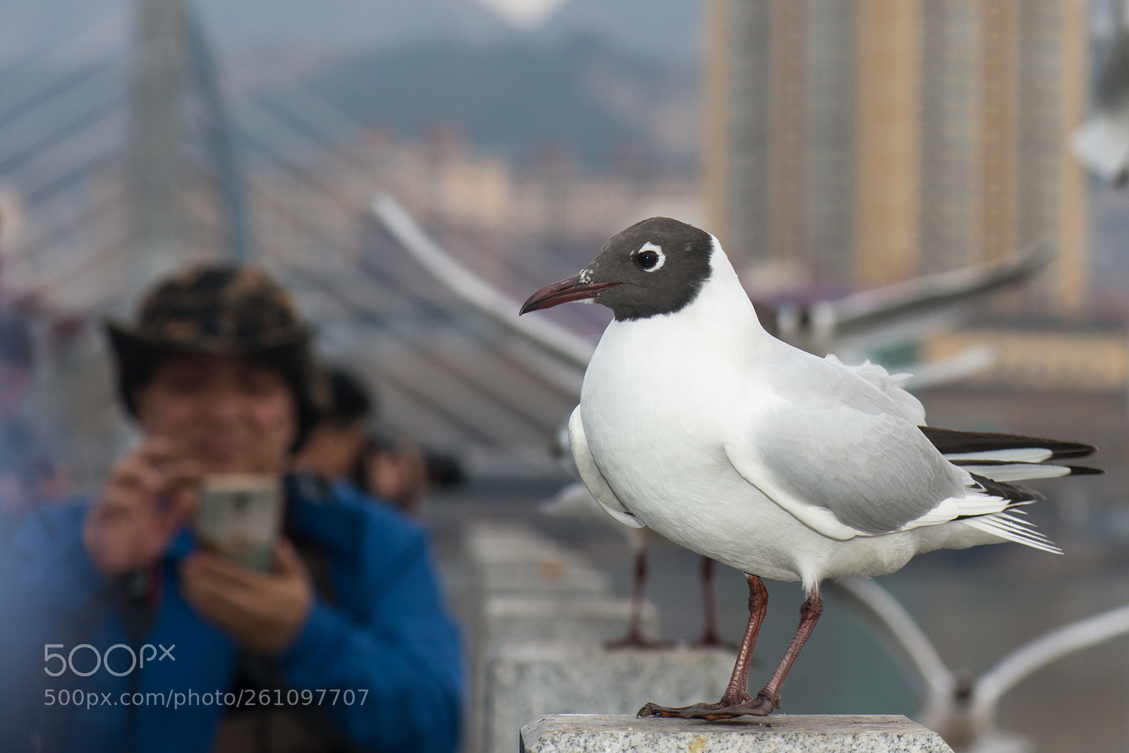 Nikon D800E sample photo. Gull photography