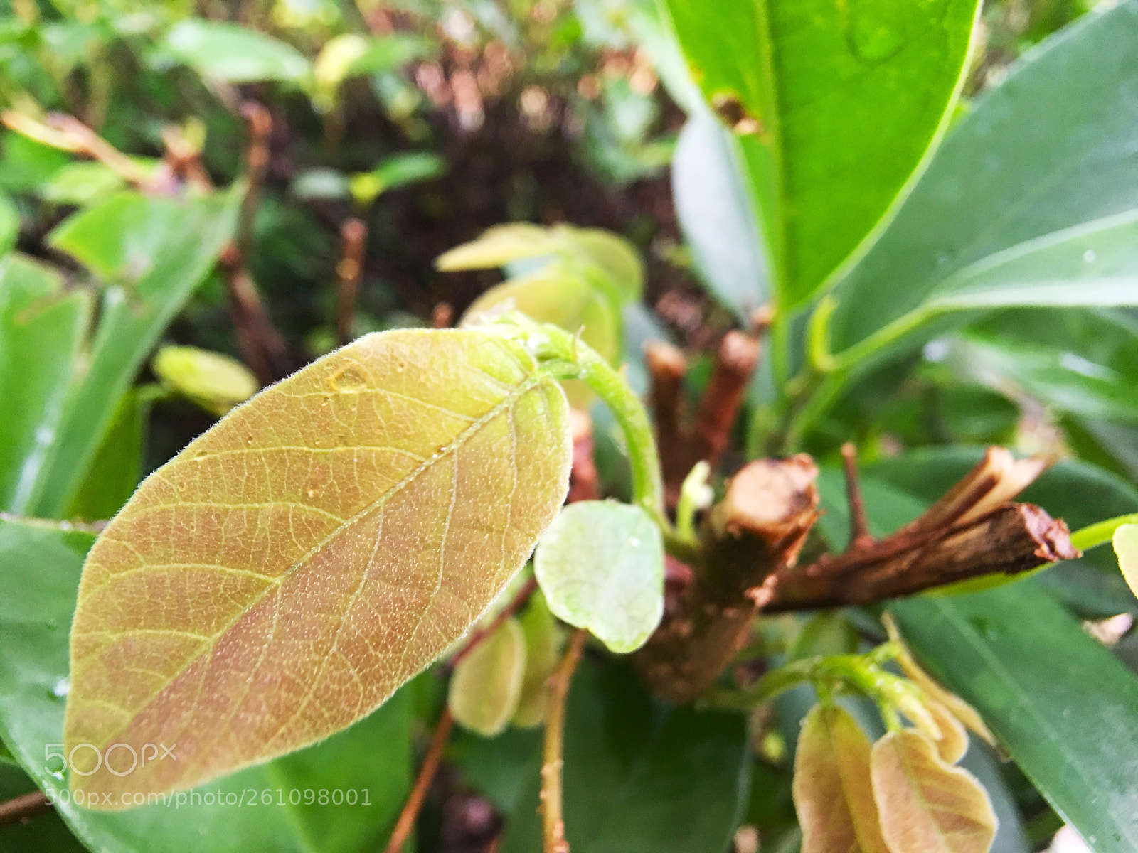 Apple iPhone 6s Plus sample photo. Untitled photography