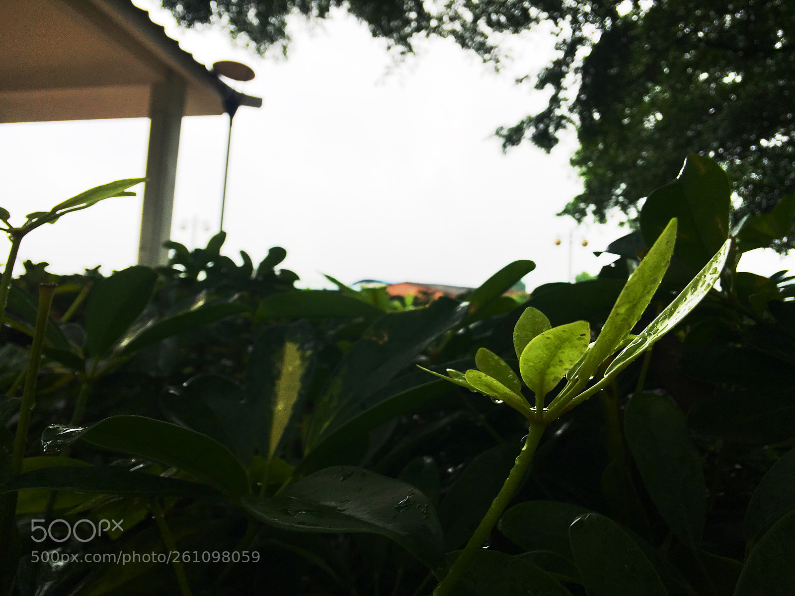 Apple iPhone 6s Plus sample photo. Untitled photography