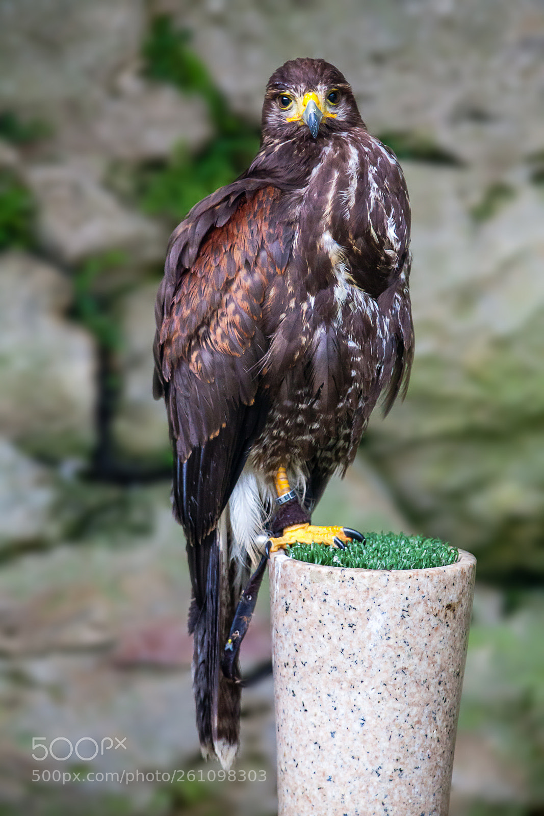 Canon EOS 5D Mark II sample photo. Harris's hawk photography