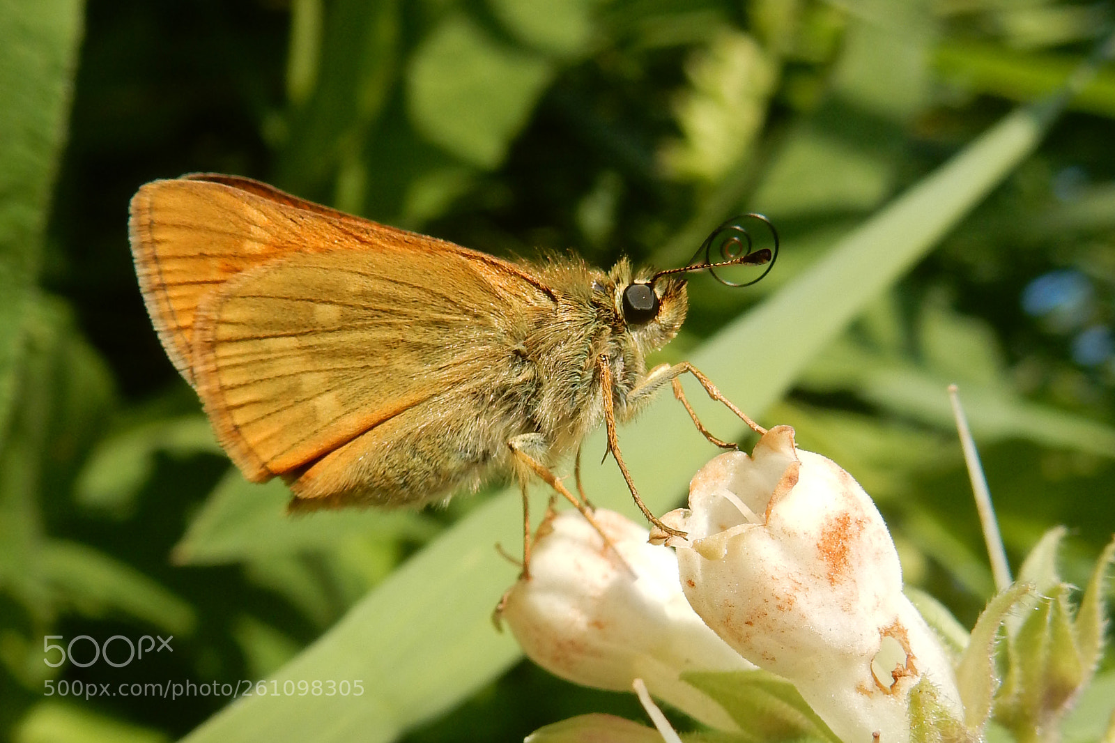 Nikon Coolpix S9900 sample photo. Skipper with a rolled photography