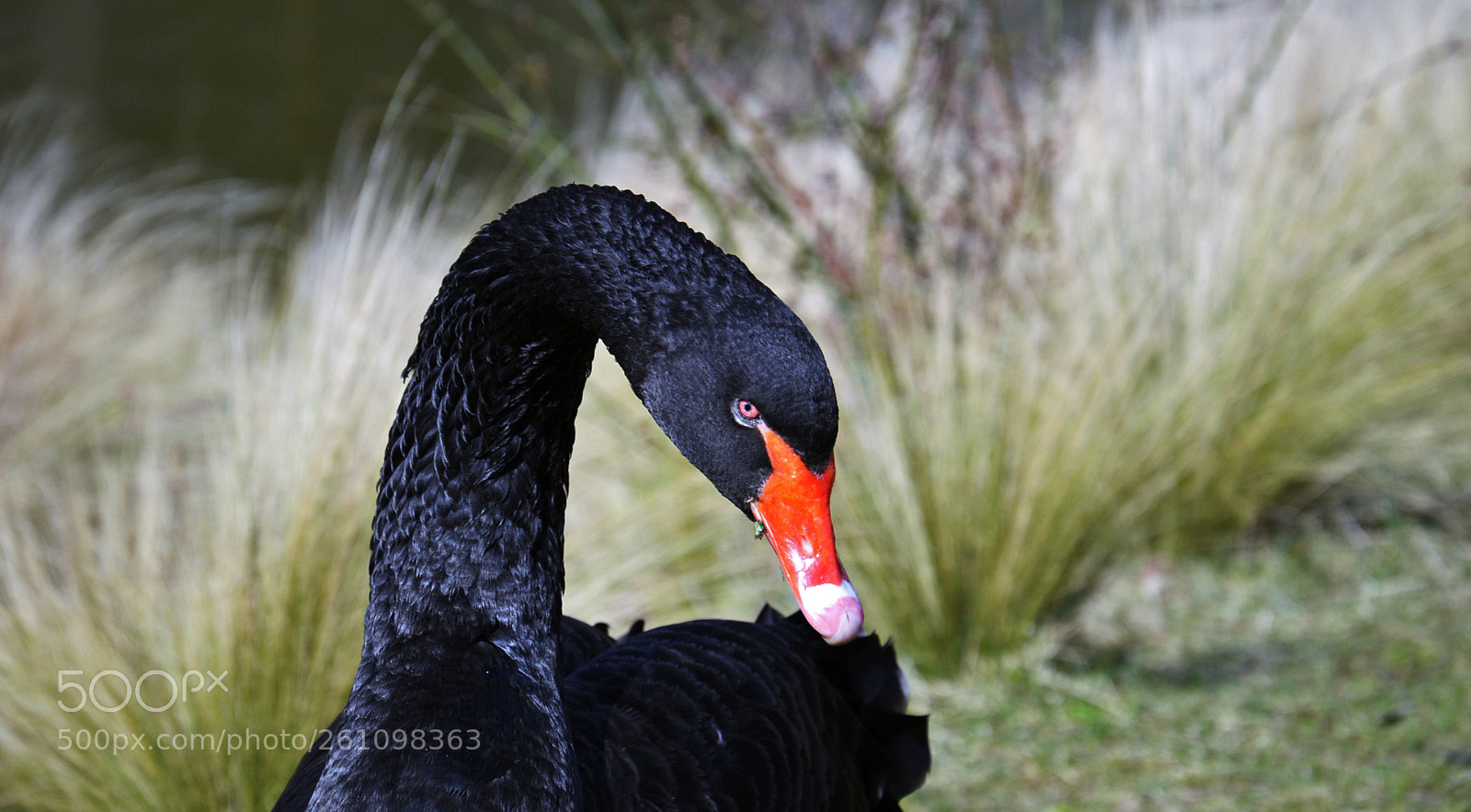 Nikon D3200 sample photo. Le cygne noir photography