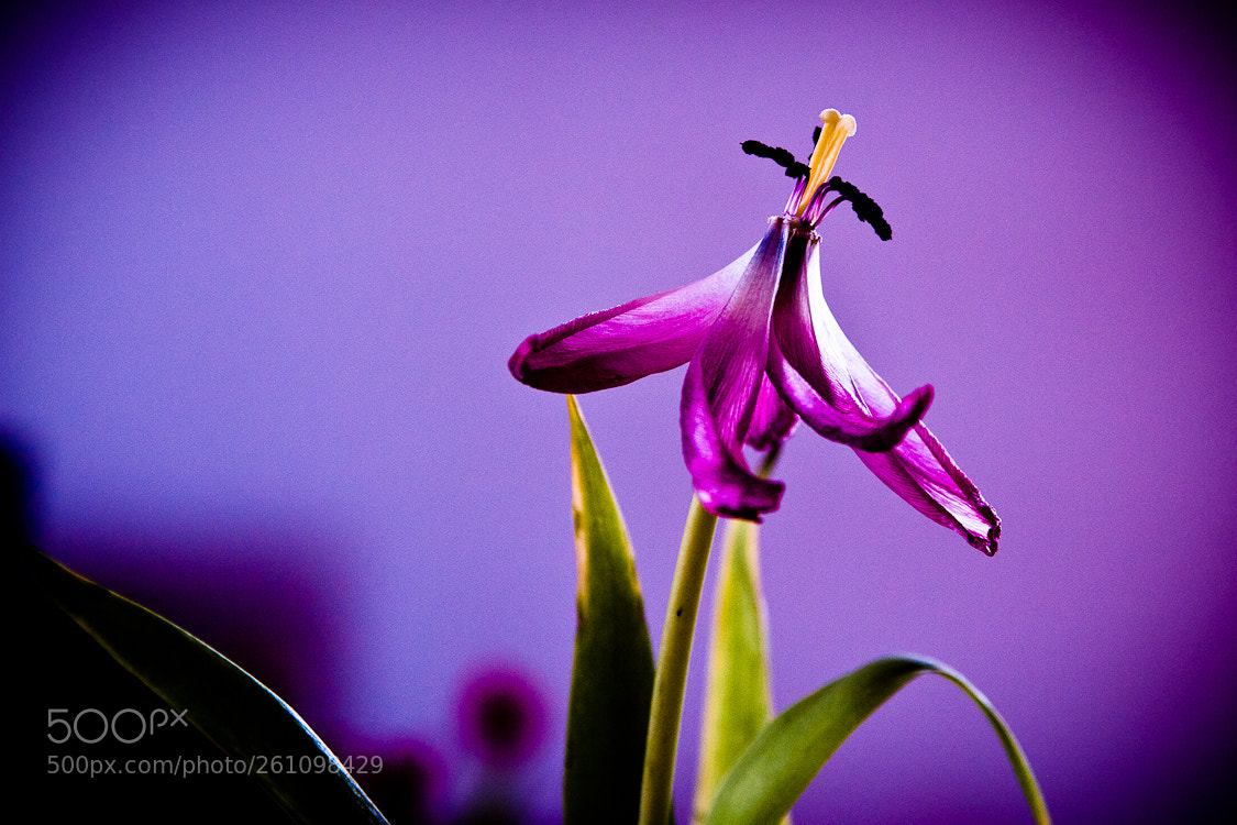 Nikon D700 sample photo. Untitled photography