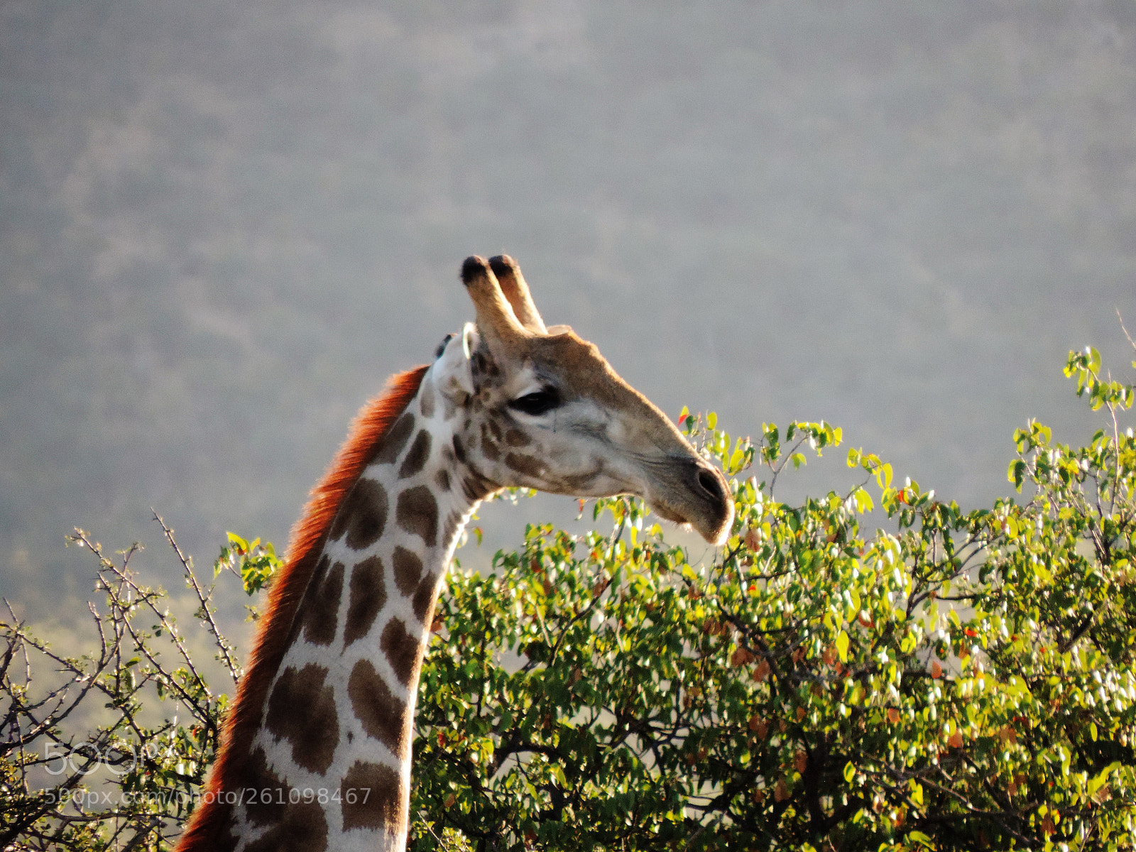 Nikon Coolpix P520 sample photo. Namibia primo piano photography