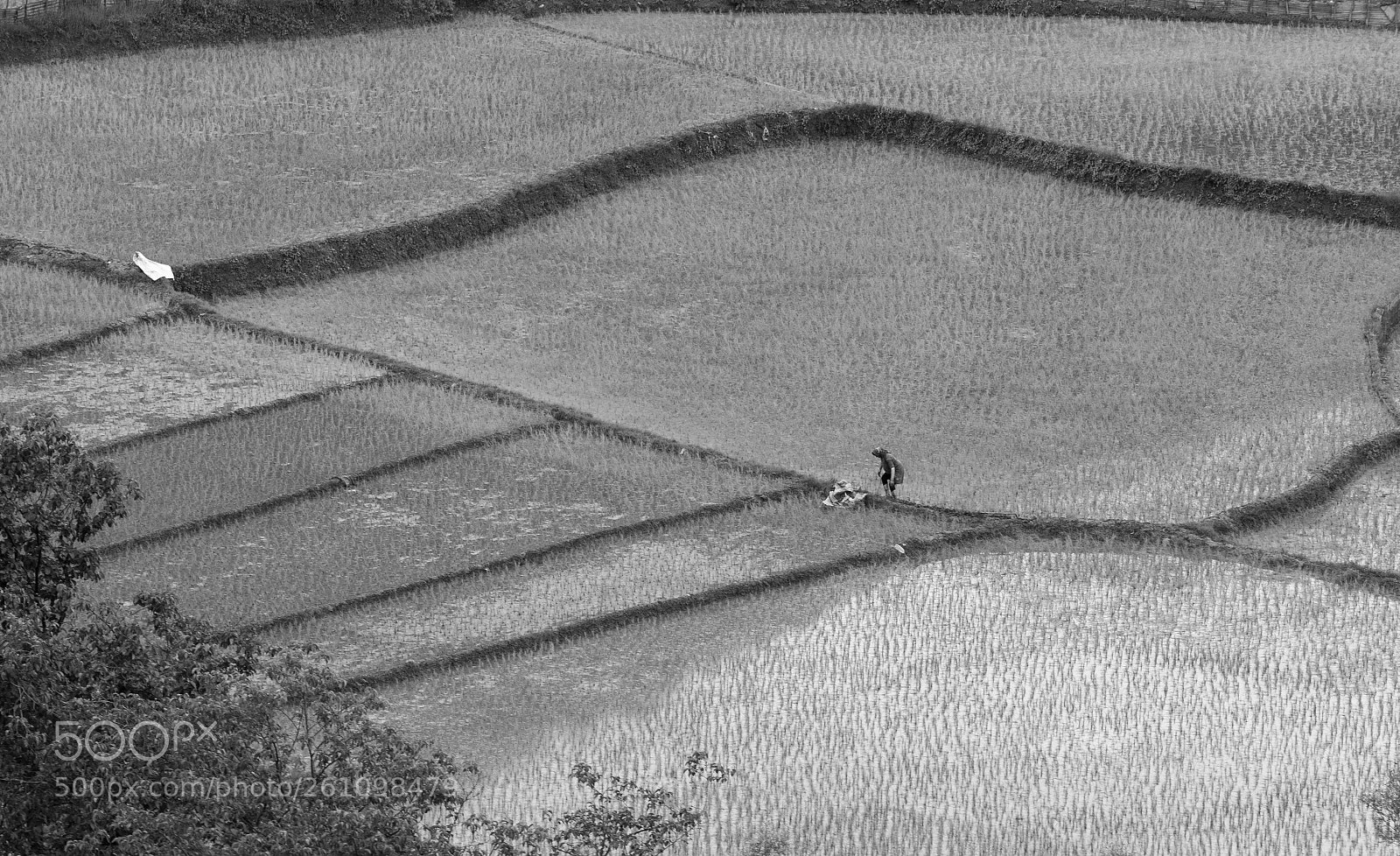 Canon EOS 6D sample photo. Paddy field photography