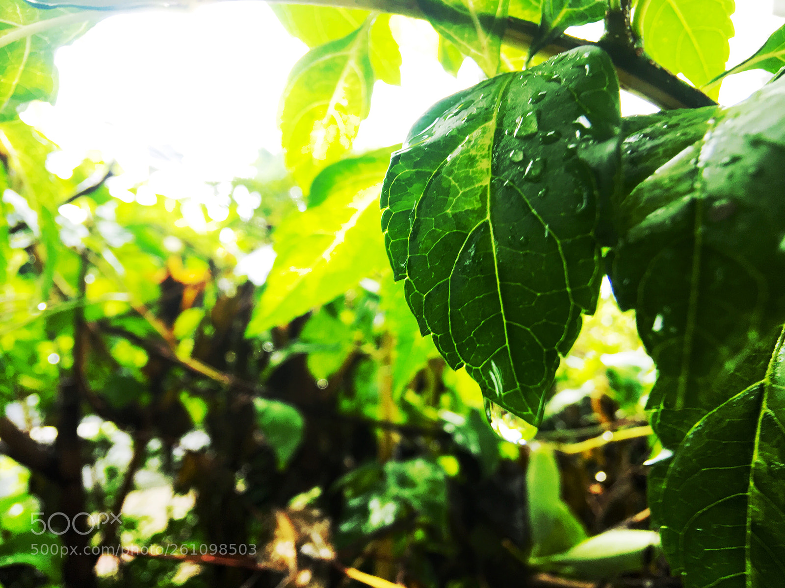 Apple iPhone 6s Plus sample photo. Untitled photography
