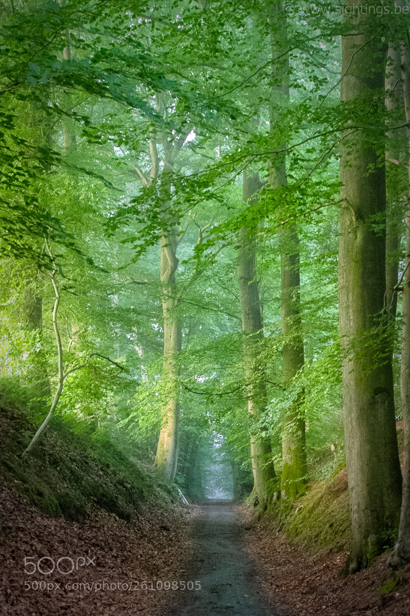 Canon EOS 7D sample photo. Early morning forest photography