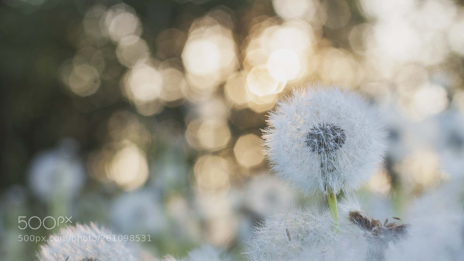 Canon EOS 50D sample photo. Balls photography