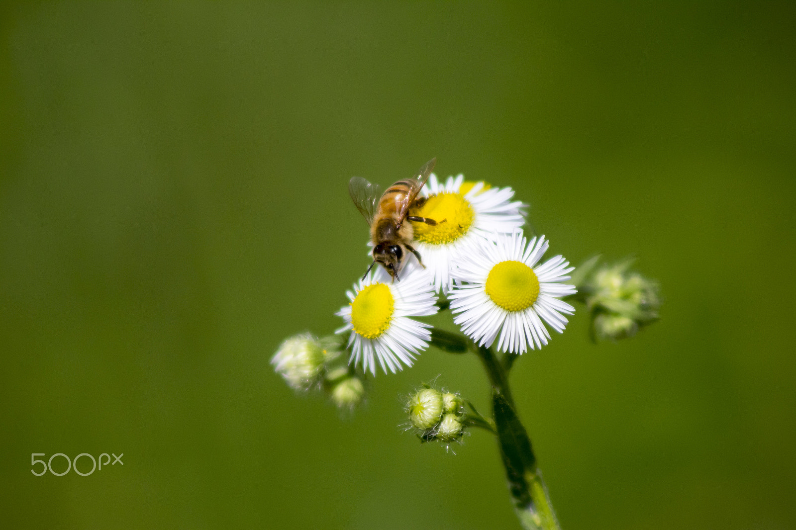 Canon EOS 1200D (EOS Rebel T5 / EOS Kiss X70 / EOS Hi) sample photo. Small honey bee photography