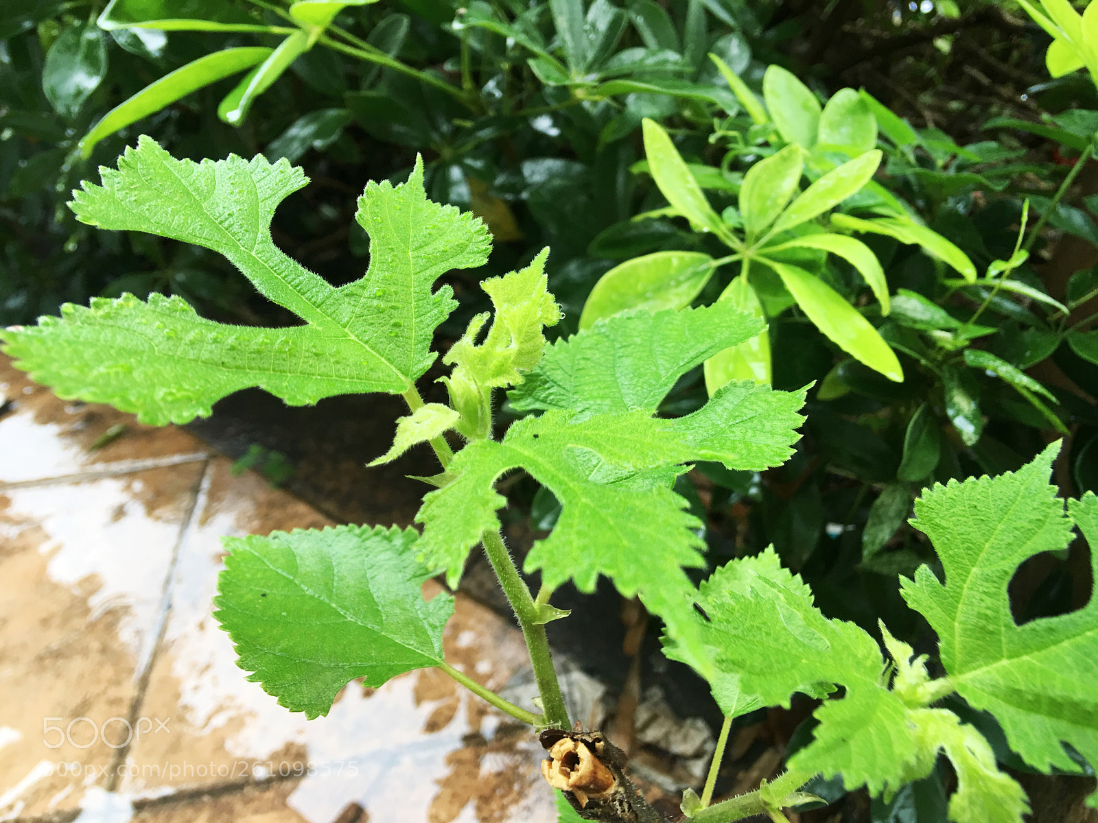 Apple iPhone 6s Plus sample photo. Untitled photography