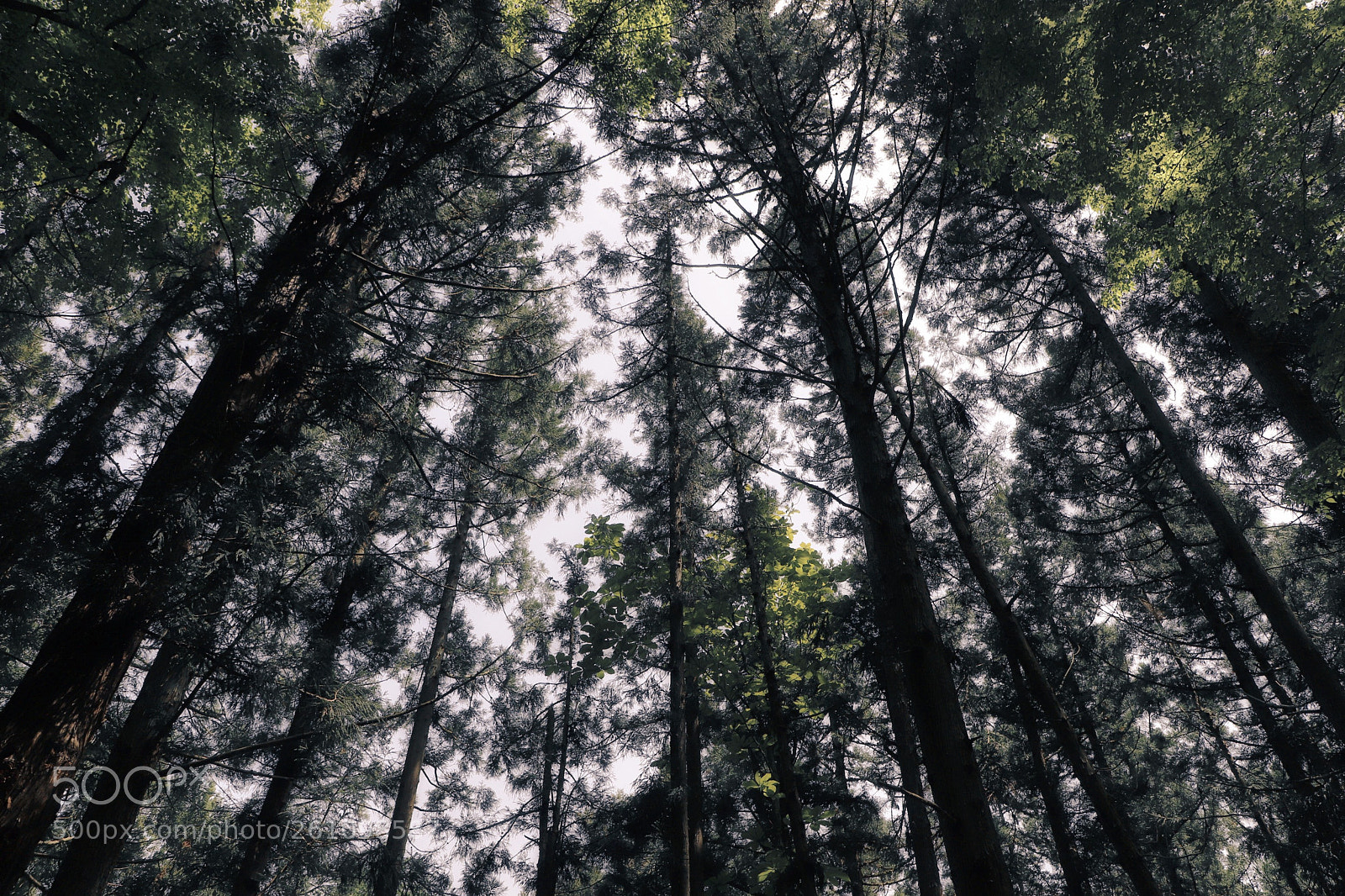 Canon EOS 6D Mark II sample photo. The canopy photography