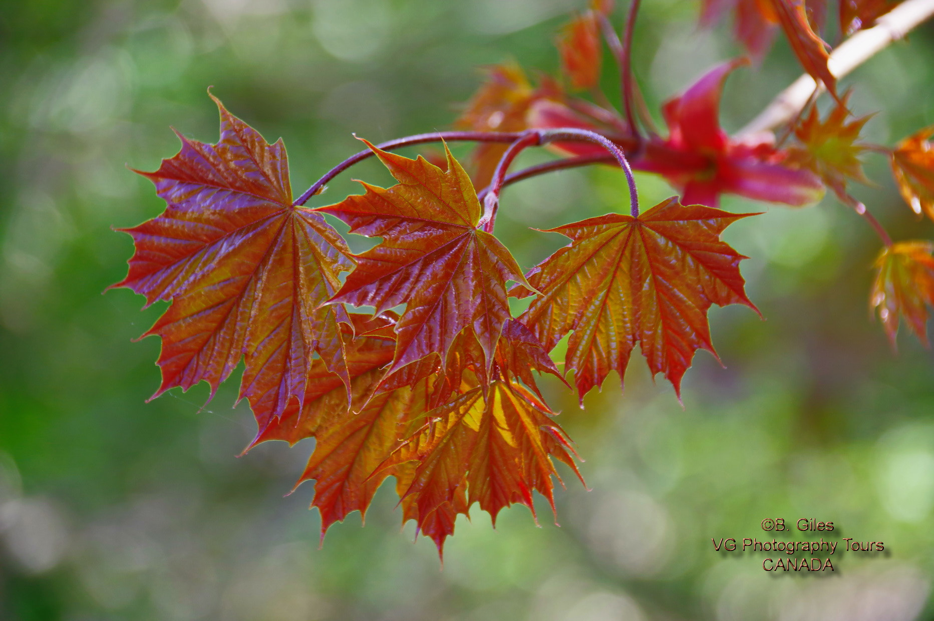 Sigma 18-250mm F3.5-6.3 DC Macro OS HSM sample photo. Spring maple photography