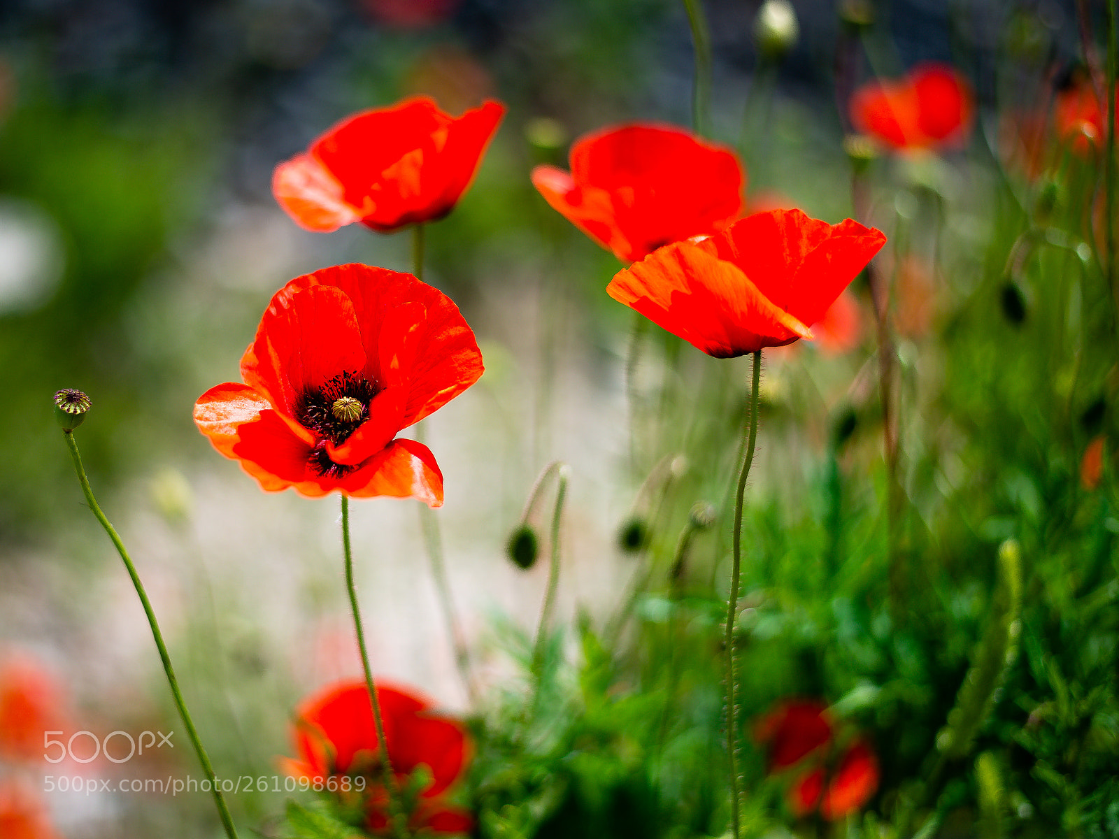 Nikon D610 sample photo. Untitled photography