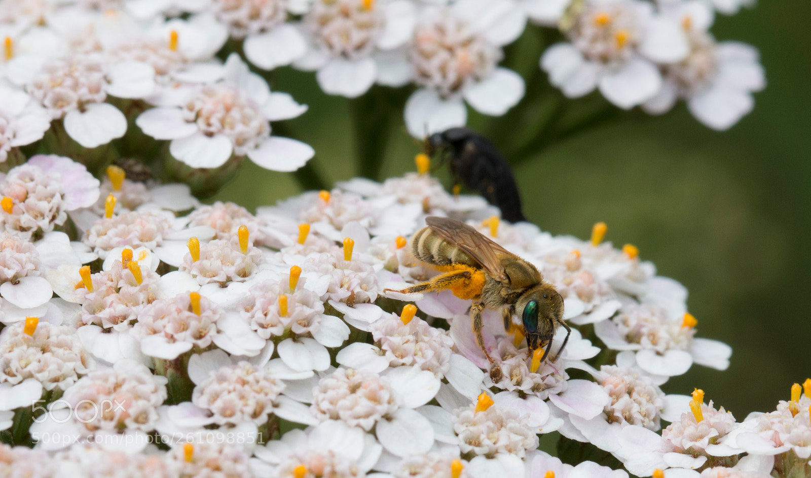 Canon EOS 70D sample photo. Wasp 2 photography