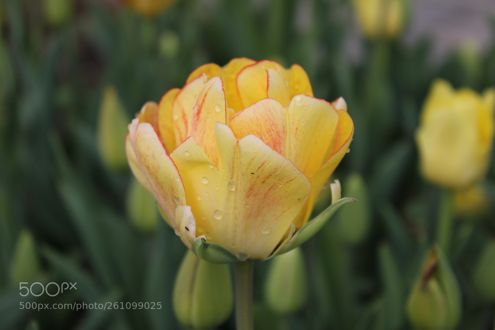 Canon EOS 550D (EOS Rebel T2i / EOS Kiss X4) sample photo. Tulips edward's gardens toronto photography