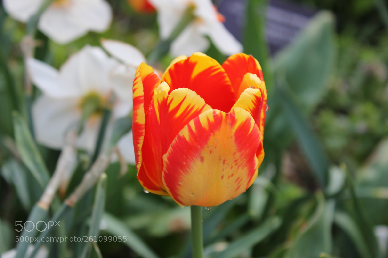 Canon EOS 550D (EOS Rebel T2i / EOS Kiss X4) sample photo. Tulips edward's gardens toronto photography