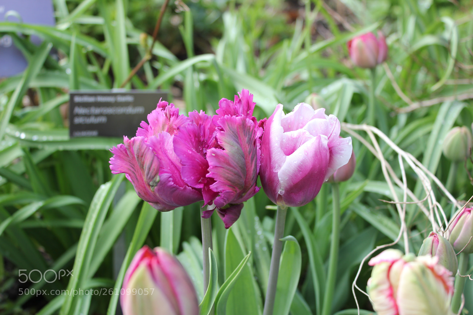 Canon EOS 550D (EOS Rebel T2i / EOS Kiss X4) sample photo. Tulips edward's gardens toronto photography