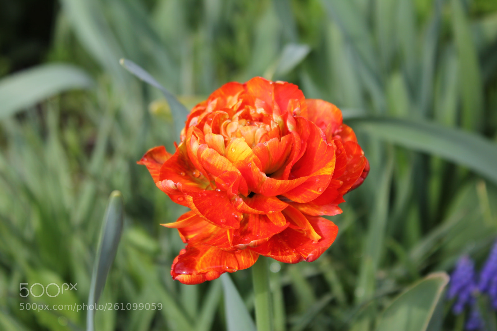 Canon EOS 550D (EOS Rebel T2i / EOS Kiss X4) sample photo. Tulips edward's gardens toronto photography