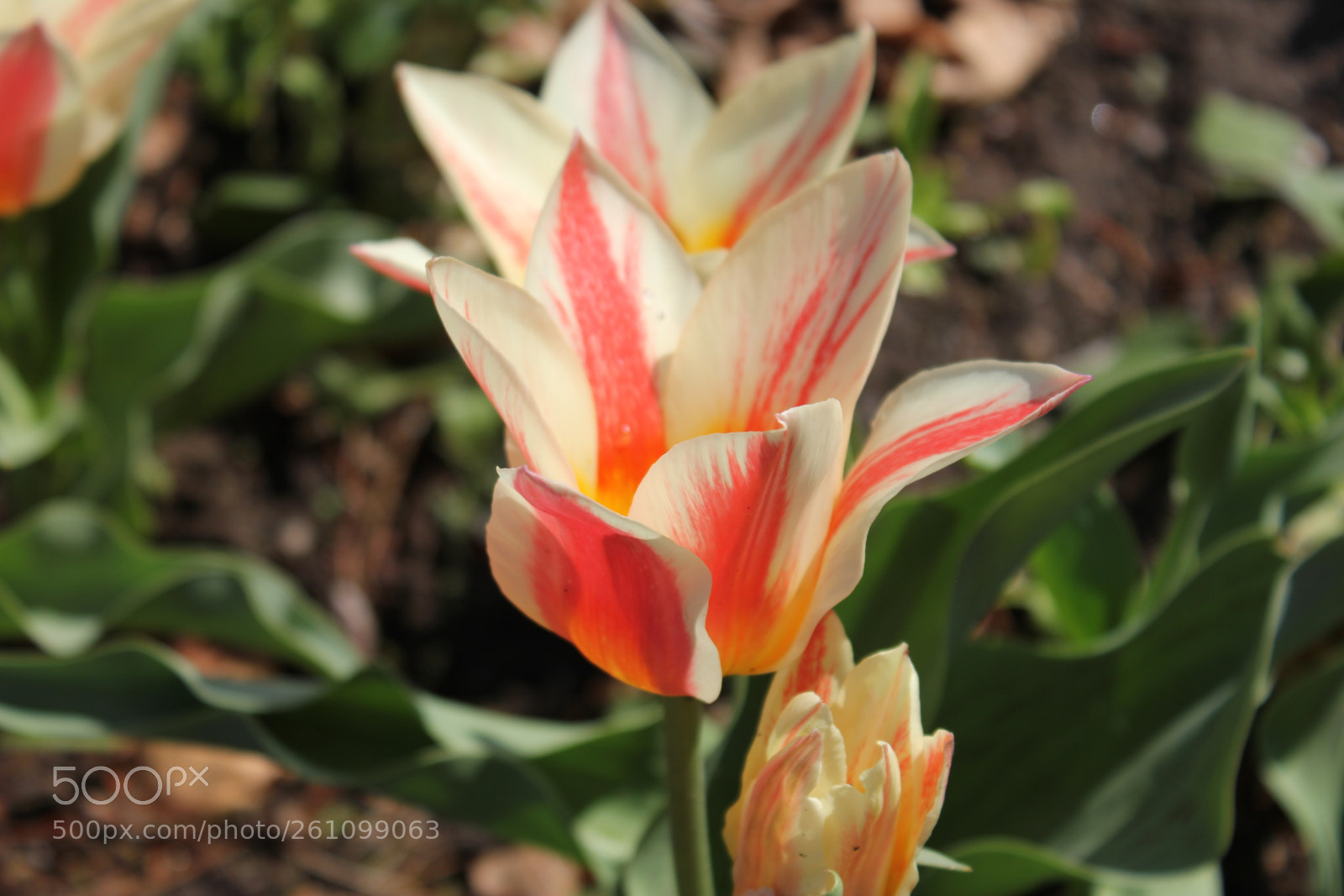 Canon EOS 550D (EOS Rebel T2i / EOS Kiss X4) sample photo. Tulips edward's gardens toronto photography