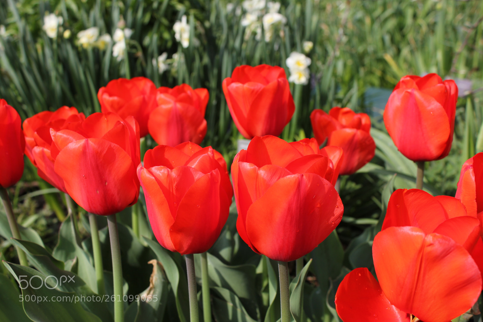Canon EOS 550D (EOS Rebel T2i / EOS Kiss X4) sample photo. Tulips edward's gardens toronto photography