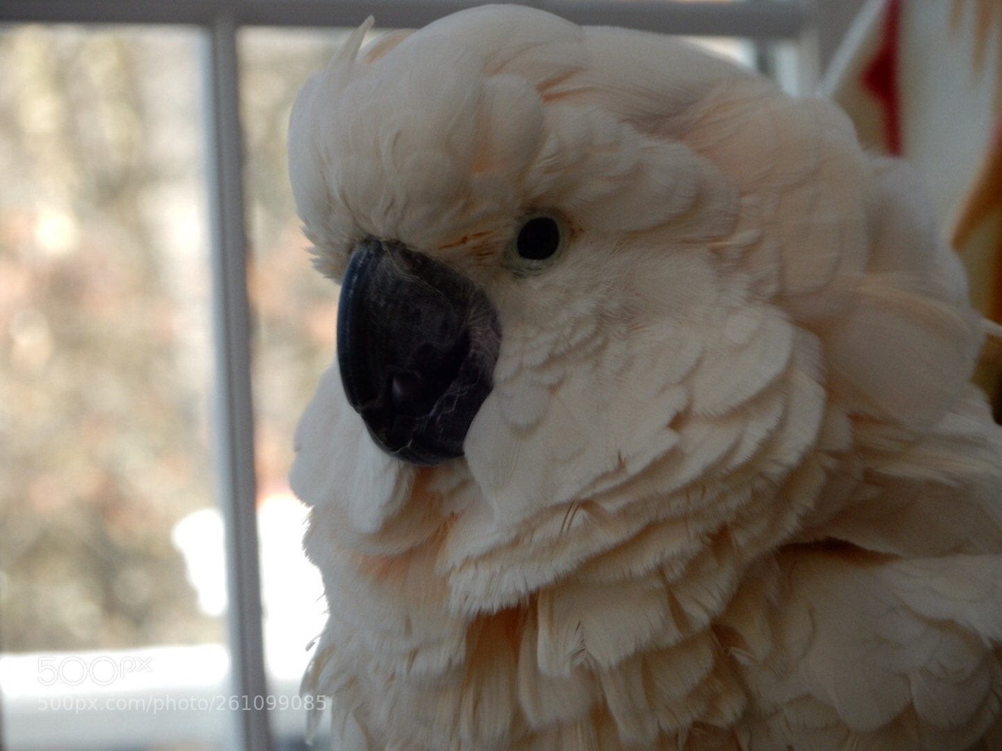 Nikon Coolpix S9900 sample photo. Cockatoo photography