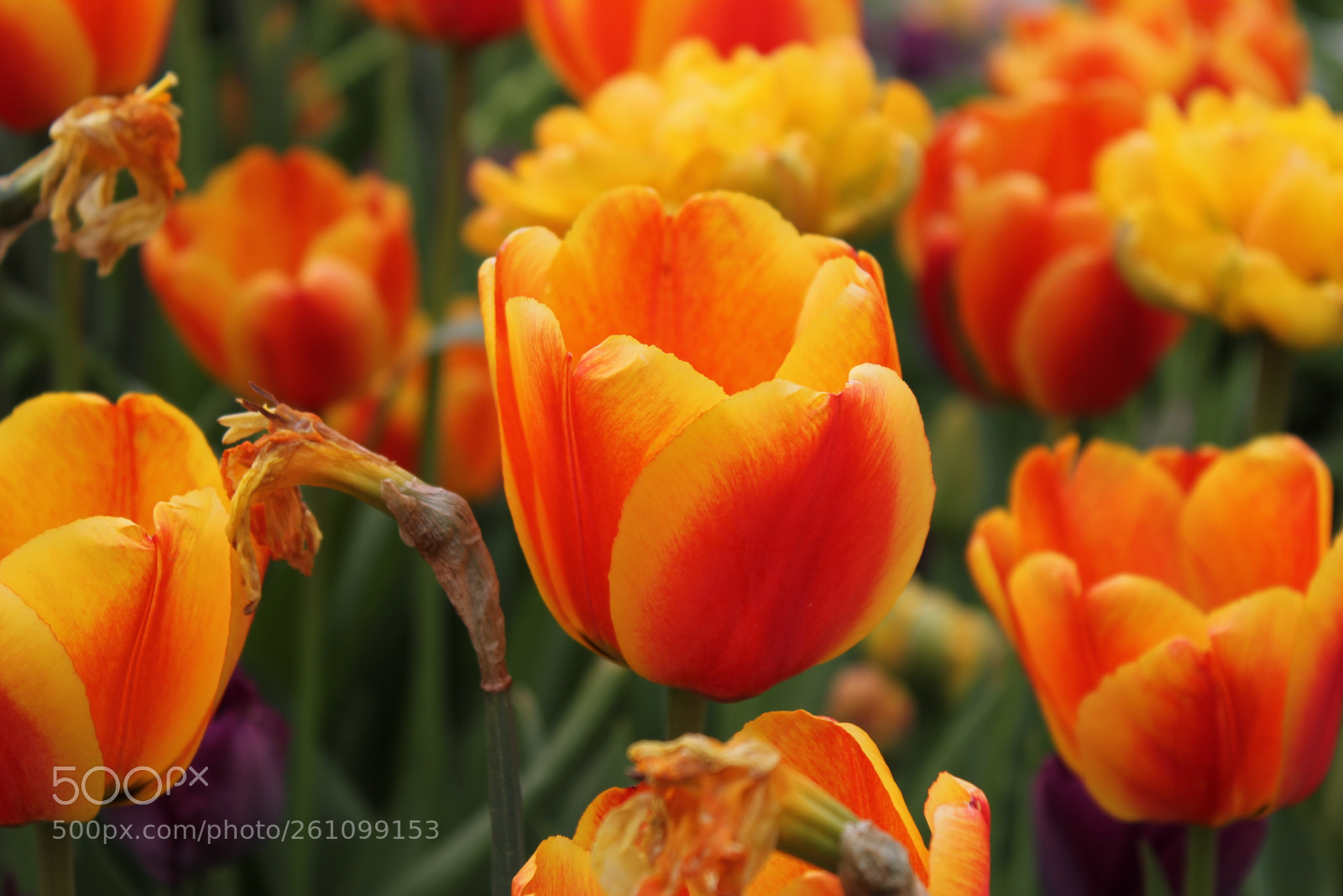 Canon EOS 550D (EOS Rebel T2i / EOS Kiss X4) sample photo. Tulips edward's gardens toronto photography